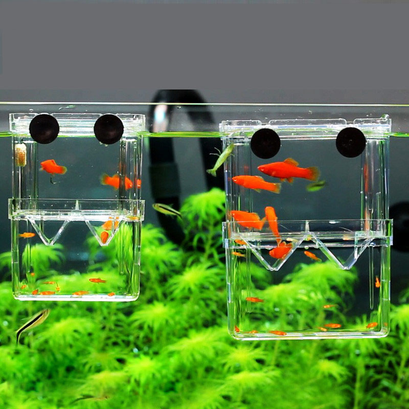 Pudełko izolacyjne do hodowli  – Betta Fish Tank recenzja i cena